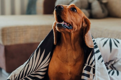 Winter Woofs: A Guide to Keeping Your Dog Warm and Cosy this Winter