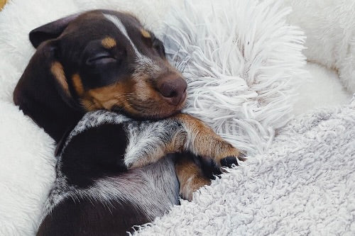 Should I Sleep with My Puppy on the First Night? A Guide to Puppy Sleeping Arrangements